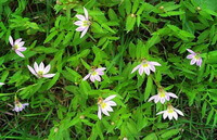 Lobelia chinensis Lour