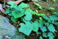 plants of Menispermum dahuricum DC. grow in field with crawling stems and leaves