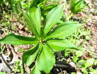 a shrub of Paris polyphylla Smith var. yunnanensis Franch.Hand.-Mazz. grows in field