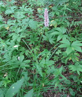 plants of Polygonum manshuriense V. Petr. ex Kom. grow in a field with a flower spike.