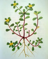 a colorful drawing of Portulaca oleracea L.,the whole plant with roots,reddish stems,green leaves and small yellow flowers