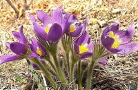 flowering plants of Pulsatilla chinensis with purple flowers