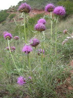 flowering plants of Rhaponticum uniflorum L.DC. grow on slope with pinkish purple flowers