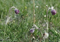 flowering plants of Pulsatilla campanella Fisch.ex Regel. with purple pendulous flowers grow in field