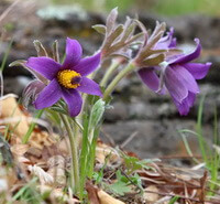 several flowering plants of Pulsatilla vulgaris Miller. with purple flowers
