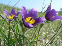 flowering plants of Pulsatilla vulgaris Miller with three purple flowers