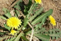 a flowering plant of Taraxacum heterolepis Nakai et H.Koidz. with several small yellow flowers grow in a field