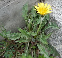 a flowering plant of Taraxacum platypecidum Diels grow in a coner with a yellow flower