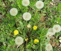 flowering plants of Taraxeamum sinicum Kitag grow in field with yellow flowers and hairy seeds