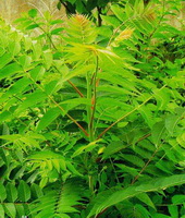 growing tree of Ailanthus altissima with fresh leaves and sprouts