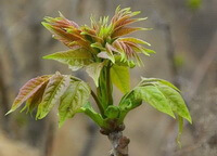 fresh sprouts and leaves of Ailanthus altissima Mill Swingle.