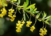 a flowering branch of Berberis poiretii Schneid with pendulous yellow flowers and green leaves