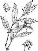 a drawing of Berberis sargentiana Schneid.,whole plant with small flowers