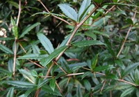 growing tree of Berberis sargentiana Schneid.