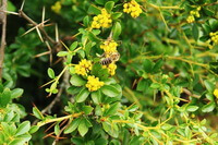 flowering plants of Berberis soulieana Schneid with small yellow flowers