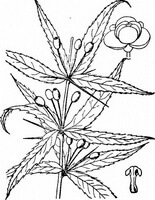 a drawing of Berberis veithii Schneid.