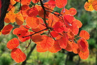 Cotinus coggygria