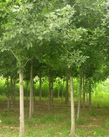 small growing trees of Fraxinus chinensis Roxb in a field