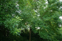 growing tree of Fraxinus szaboana Lingelsh.