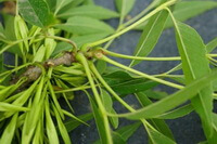 leaves and pods of Fraxinus szaboana Lingelsh.