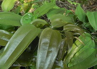 growing plants of Smilax lanceaefolia Roxb.var.opaca A.DC. with green leaves