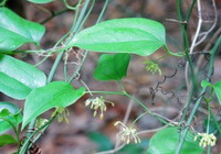 growing plants of Smilax lanceaefolia Roxb.var.opaca A.DC. with pendulous small flowers and green leaves