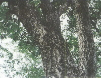 a big tree of Phellodendron amurense Rupr.
