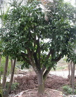 a growing tree of Phellodendron chinense Schneid.