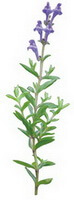 a drawing of Scutellaria amoena C.H.Wrignt.,purple flowers
