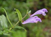 flowering plant of Scutellaria amoena C.H.Wrignt.,with two small lilac flowers