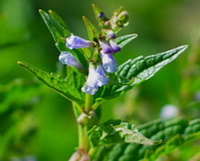 flowering plant upper part of Scutellaria lateriflora with lilac flowers