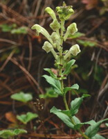 a flowering plant of Scutellaria likiangensis Diels with yellow flowers