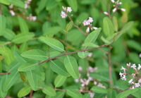 flowering plants of Apocynum venetum L.,with small pink flowers