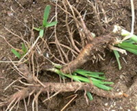 fresh rhizomes and roots of Anemarrhena asphodeloides Bge.
