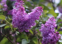 flowering tree of Eugenia caryophyllata Thunb. with many pink flower spikes growing on branches