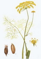 a colorful drawing of Foeniculum vulgare Mill.,plant flowers and fruit