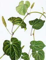 a colorful drawing of Piper longum L. with green leaves,stems,spikes and fruits
