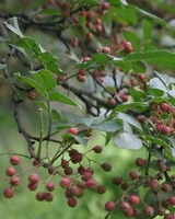 tree of Zanthoxylum bungeanum Maxim with ripening fruits hanging on branches