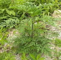 a plant of Artemisia annua L grows in wild field with grass