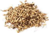 brownish charred herb grains of Fructus Hordei Germinatus Preparatus are in a pile