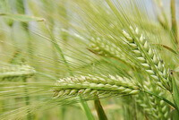 greenish fruit spikes of Hordeum vulgare L. grow in field
