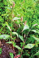 a flowering plant of Polygonum hydropiper L with small reddish flower spikes grow in grass
