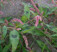 flowering plants of Polygonum hydropiper L with many pink flower spikes grow in field