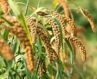 fruiting plants of Setaria italica L.Beauv. with many yellow fruit spikes grow in sunny field