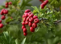 fruting branches of Crataeguspinnatifida Bunge var.major N.E.Brown.Mountain Red with many small red fruits on tip of branches,with green leaves