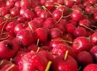 many red fresh fruits of Crataeguspinnatifida Bunge var.major N.E.Brown.Mountain Red are piled together