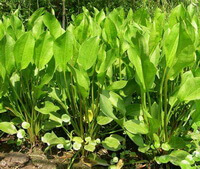 plants of Alisma orientale Sam Juz grow in field