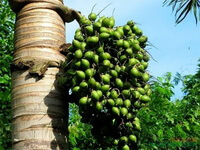 a fruiting tree of Areca catechu L. with many green fruits handing aside trunk