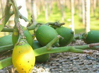 several green and yellow fruits of Areca catechu L on ground