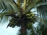 fruiting tree of Areca catechu L with clusters of green fruits hanging on branch